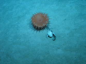 Anemone